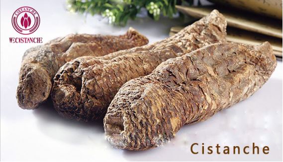 CISTANCHE
