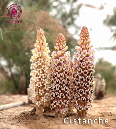 HERB CISTANCHE 