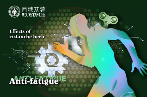 benefits of cistanche: anti-fatigue