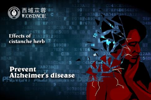 benefits of cistanche: anti-Alzheimer's and Parkinson's disease