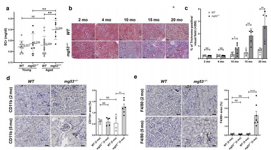 The effect of the absence of MG53 on kidney function and histology in aged mice.