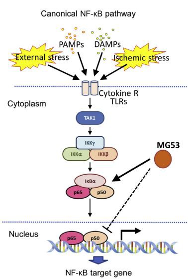 A schematic illustrating the proposed function of MG53 in the regulation of the nuclear factor-kB (NF-kB) signalosome.