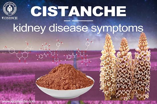 Cistanche for kidney disease symptoms Cistanche for kidney disease symptoms