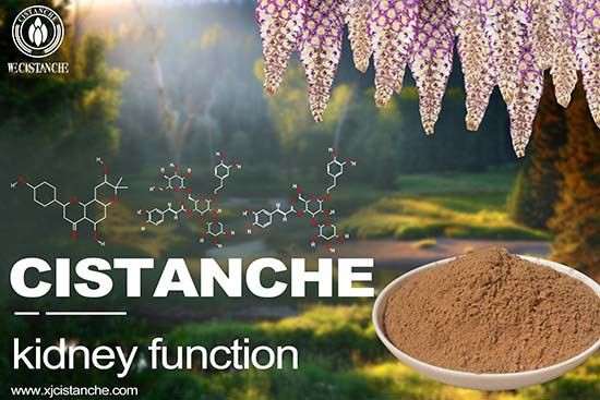 Cistanche can improve kidney function