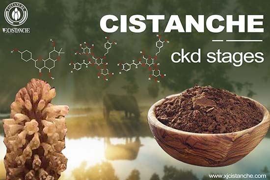 Cistanche for chronic kidney disease