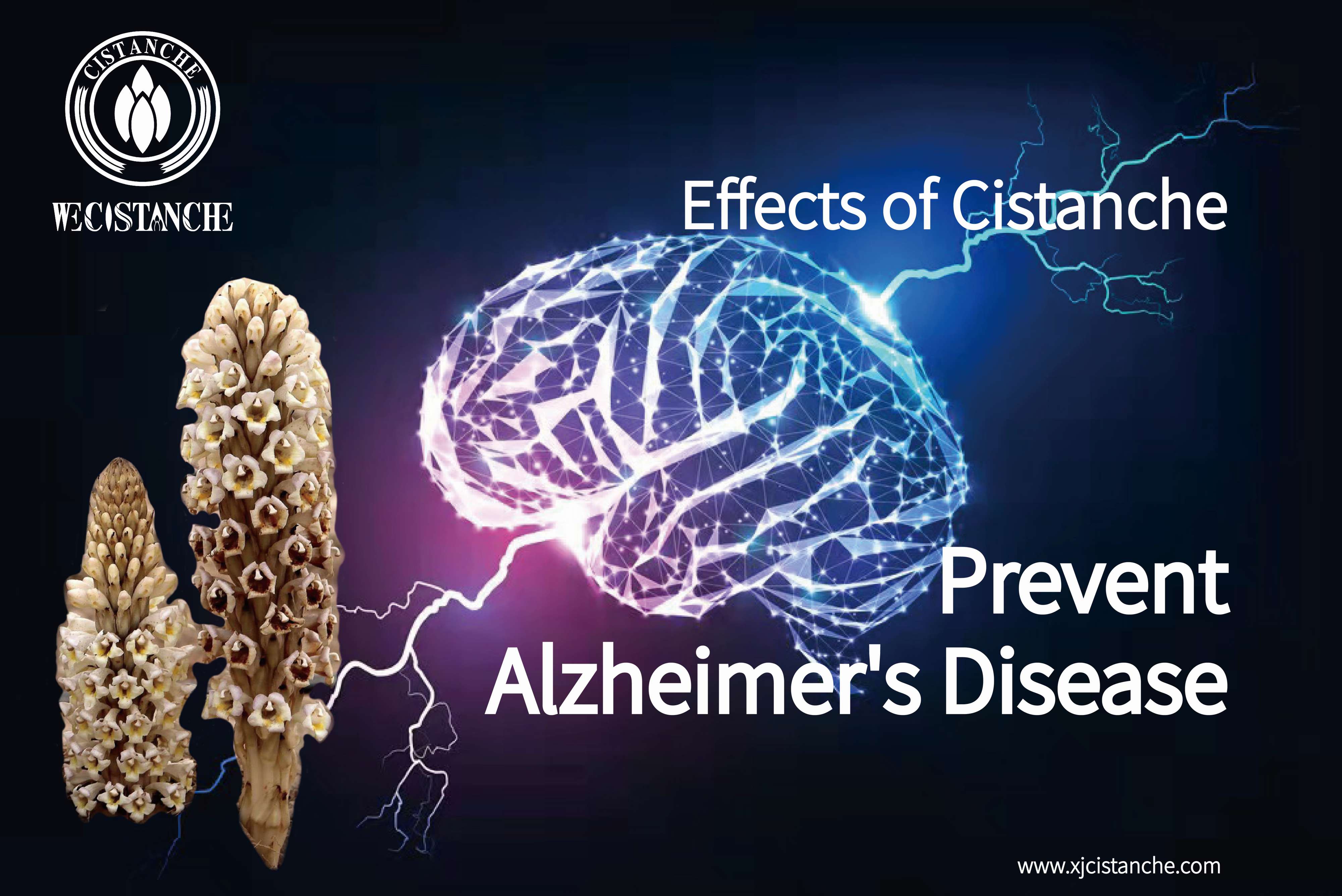 Cistanche neuroprotiective effects Cistanche neuroprotiective effects