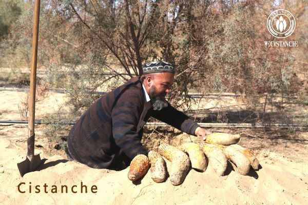 Cistanche improve cognition and reduce depression. Cistanche improve cognition and reduce depression.