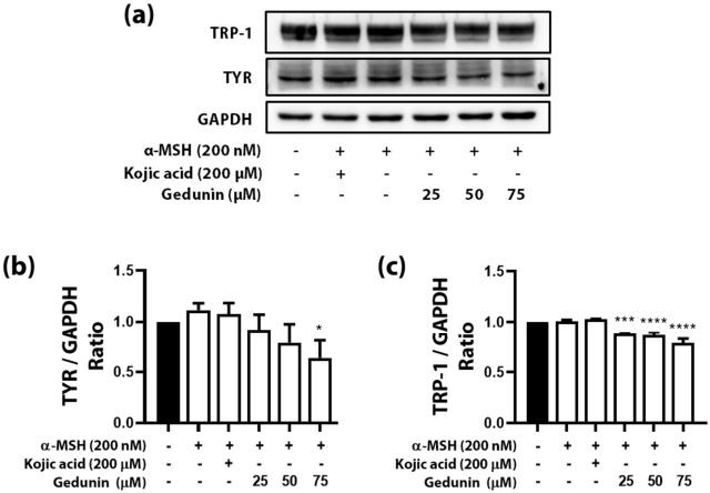 Figure 4. Western blotting of alpha-melanocyte stimulating hormone (α-MSH) induced B16F10 cells with gedunin treatment.