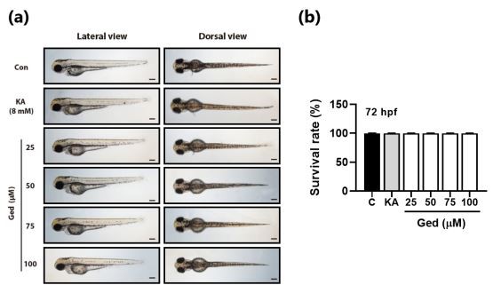 Figure 5. Toxicity of gedunin (Ged) on zebrafish early-stage development.