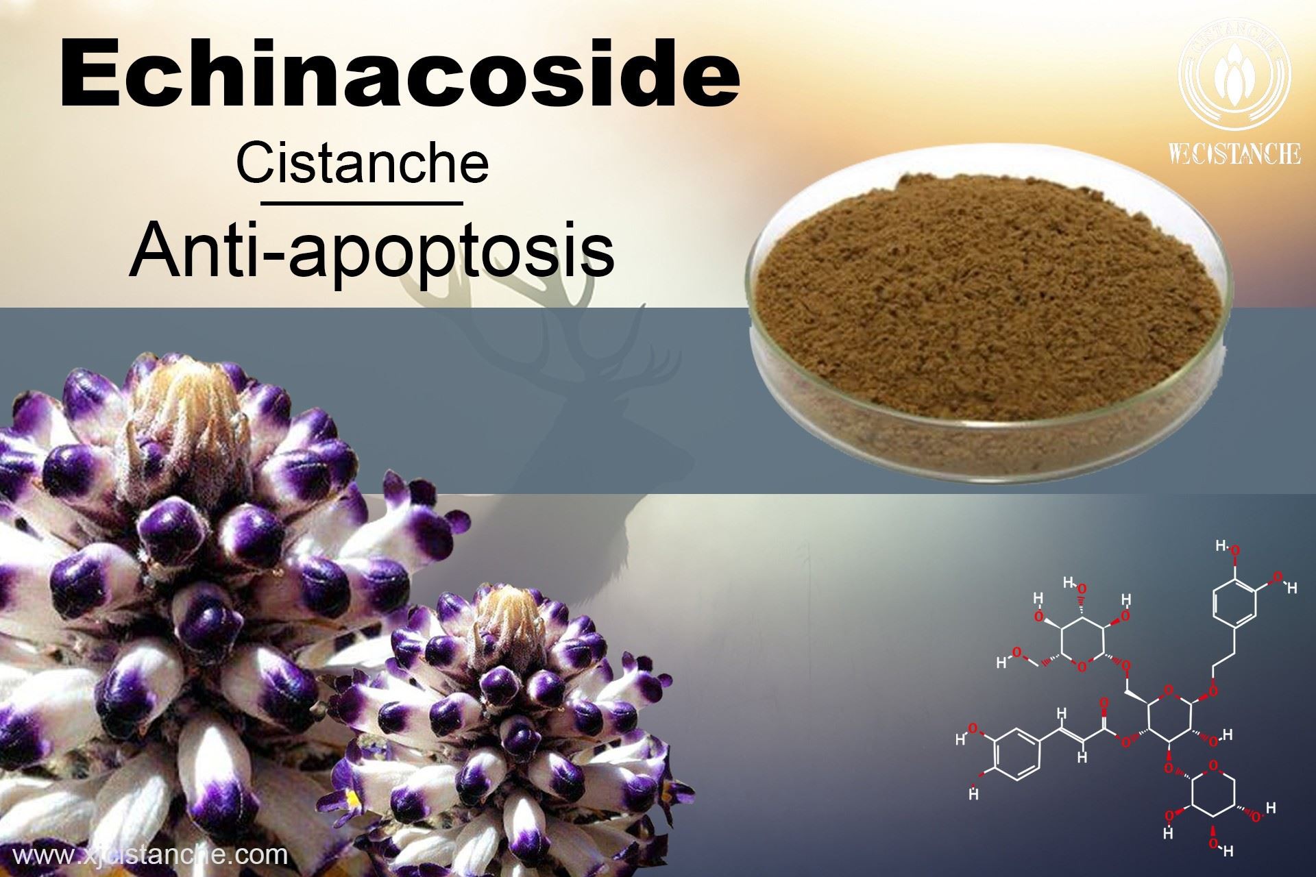 benefits of cistanche