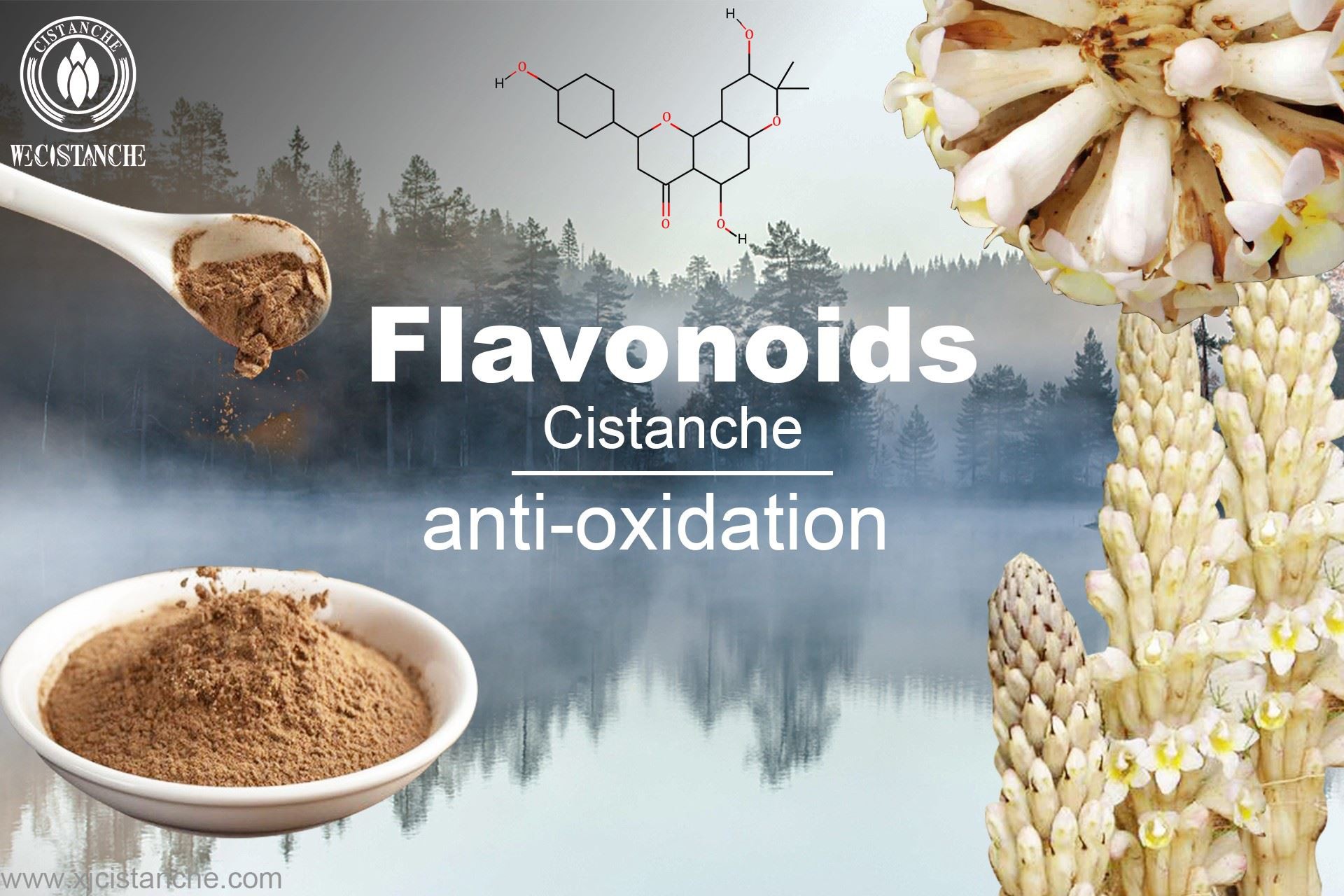 flavonoids Cistanche anti-oxidation