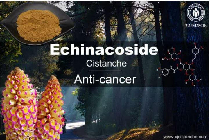anti-cancer cistanche