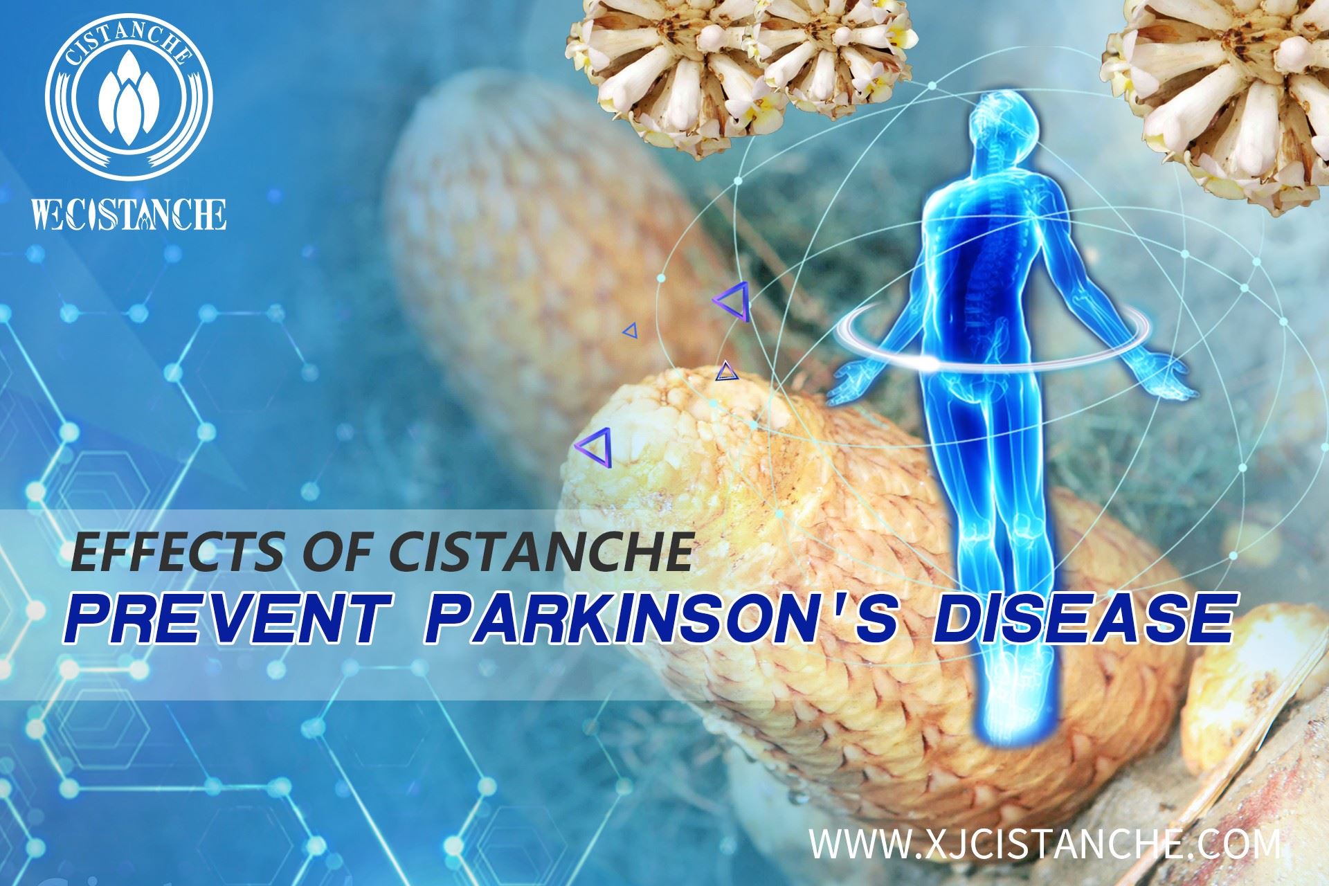 prevent parkinson's disease of Cistanche tubulosa prevent parkinson's disease of Cistanche tubulosa
