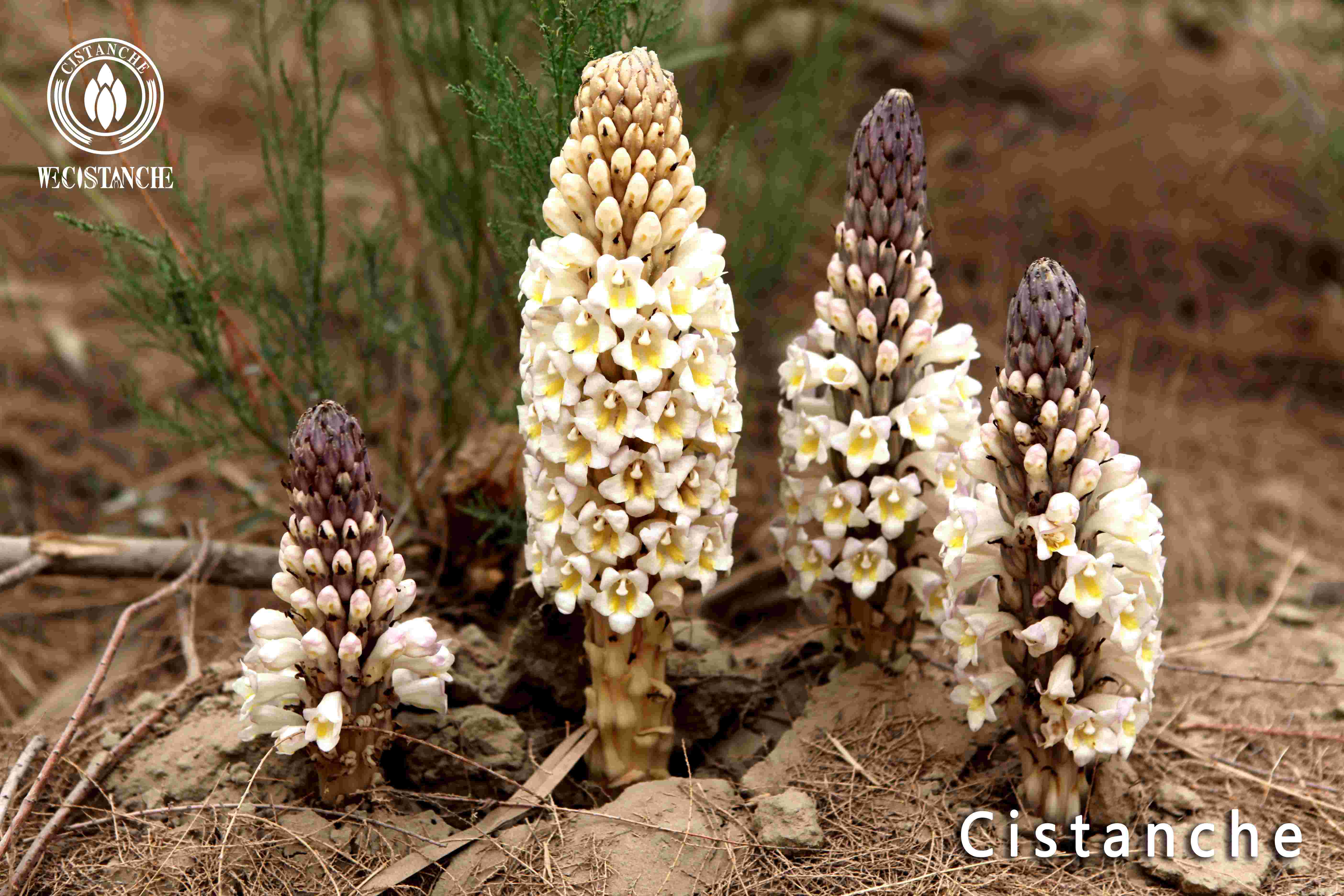 Cistanche tubulosa for anti aging Cistanche tubulosa for anti aging