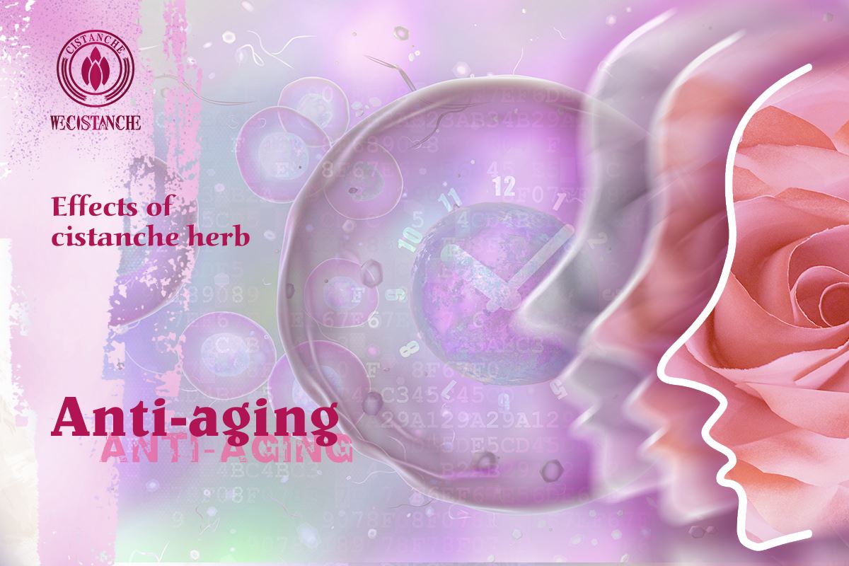 Anti-aging: CISTANCHE