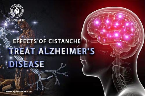 Cistanche can prevent Alzheimer's disease Cistanche can prevent Alzheimer's disease