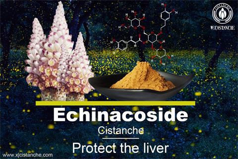benefit of cistanche: protect liver and anti-fibrosis