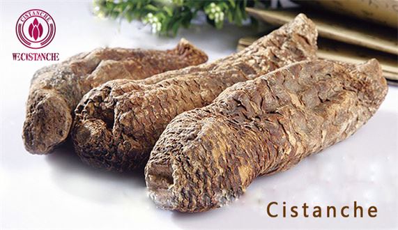 EFFECTIVE NOURISH KIDNEY: CISTANCHE EFFECTIVE NOURISH KIDNEY: CISTANCHE