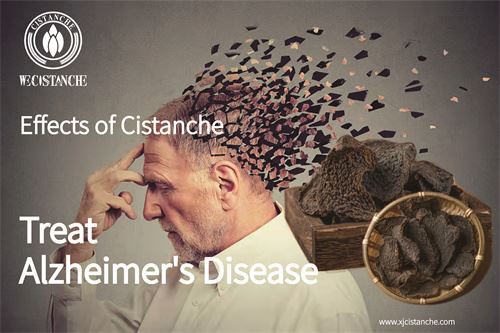 Cistanche can improve memory