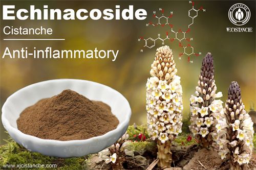 Phenylethanoid Glycosides in cistanche (2) Phenylethanoid Glycosides in cistanche (2)