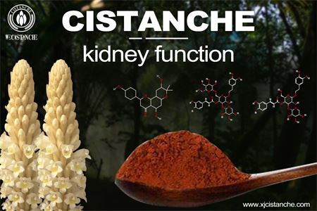 cistanche-kidney function-2(56) cistanche-kidney function-2(56)