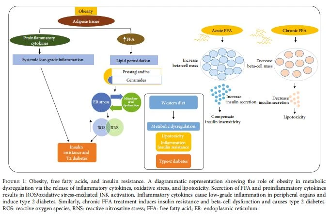  Obesity, free fatty acids, and insulin resistance. A diagrammatic representation showing the role of obesity in metabolic dysregulation via the release of inflammatory cytokines, oxidative stress, and lipotoxicity. Secretion of FFA and proinflammatory cytokines results in ROS/oxidative stress-mediated JNK activation. Inflammatory cytokines cause low-grade inflammation in peripheral organs and induce type 2 diabetes. Similarly, chronic FFA treatment induces insulin resistance and beta-cell dysfunction and causes type 2 diabetes. ROS: reactive oxygen species; RNS: reactive nitrosative stress; FFA: free fatty acid; ER: endoplasmic reticulum.