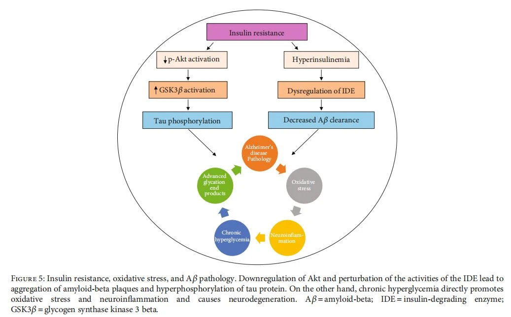 Insulin resistance, oxidative stress, and Aβ pathology. Downregulation of Akt and perturbation of the activities of the IDE lead to aggregation of amyloid-beta plaques and hyperphosphorylation of tau protein. On the other hand, chronic hyperglycemia directly promotes oxidative stress and neuroinflammation and causes neurodegeneration. Aβ = amyloid-beta; IDE = insulin-degrading enzyme; GSK3β = glycogen synthase kinase 3 beta.