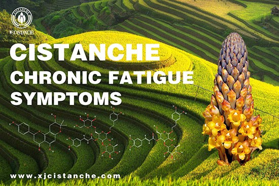 anti-fatigue function cistanche  (15)