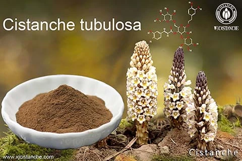 Cistanche extract can reduce Inflammatory hyperplasia (2) Cistanche extract can reduce Inflammatory hyperplasia (2)