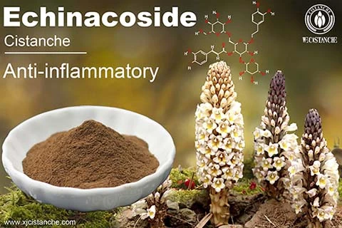 Covid Treatment Herbs