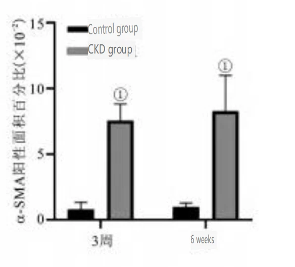 Cistanche-chronickidney disease-2(80)