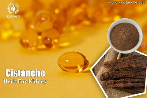 Herbs For Kidneys