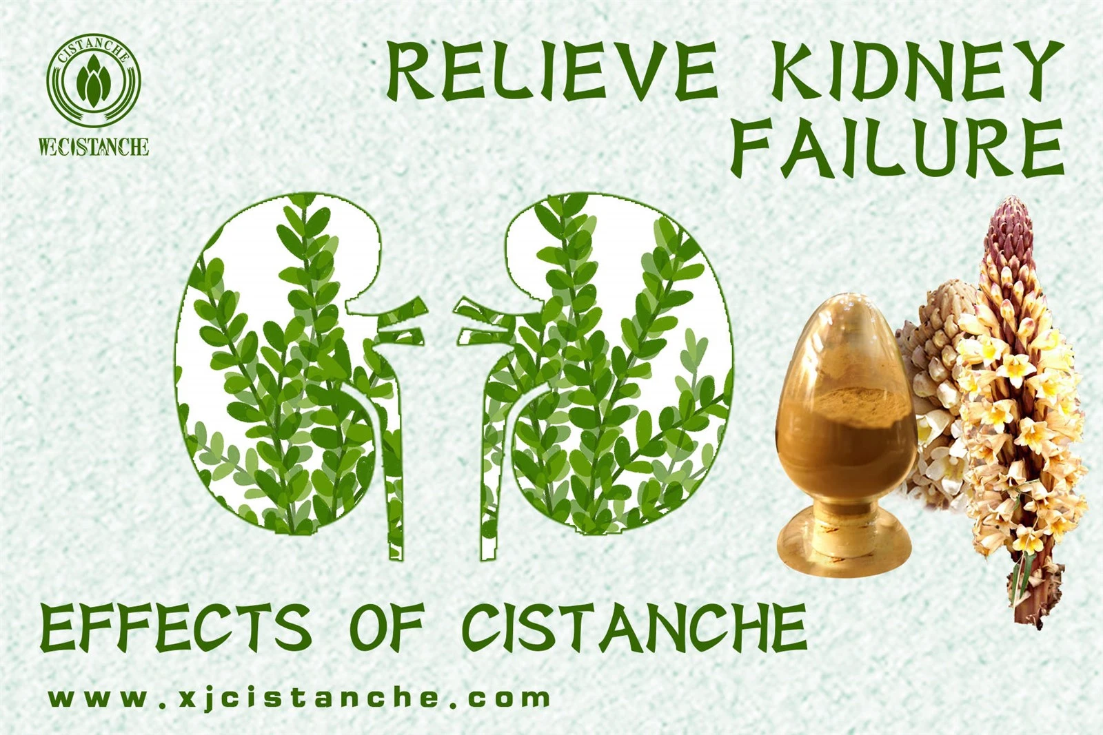 cistanche para que serve for kidney disease cistanche para que serve for kidney disease