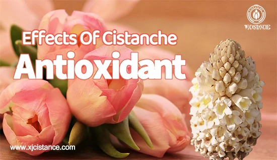 Benefits of cistanche tubulosa—Antioxidant