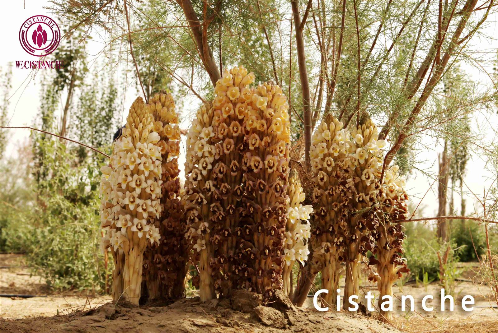 Is Artificial Plant Cistanche Better Than Wild Is Artificial Plant Cistanche Better Than Wild