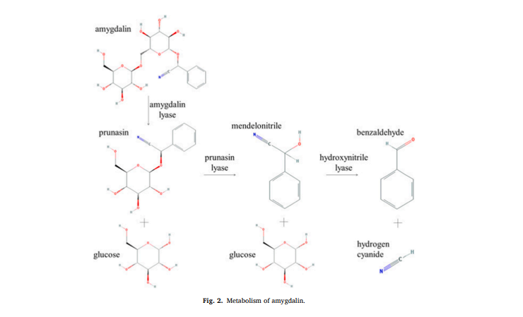 cistanche tubulosa extract powder