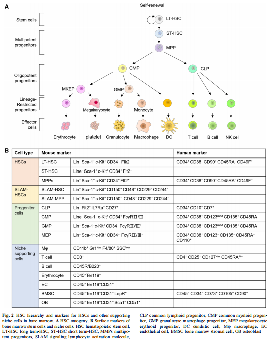 cistanche pros and cons