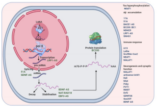 image Fig. 2 – Various roles of lncRNAs in Alzheimer's disease.
