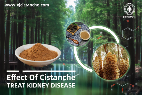 25% echinacoside 9% acteosde cistanche for kidney 25% echinacoside 9% acteosde cistanche for kidney