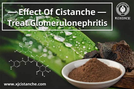 25% echinacoside 9% acteoside cistanche for kidney