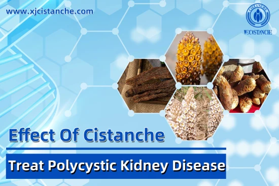 CISTANCHE EXTRACT WITH 25% ECHINACOSIDE AND 9% ACTEOSIDE FOR KIDNEY FUNCTION CISTANCHE EXTRACT WITH 25% ECHINACOSIDE AND 9% ACTEOSIDE FOR KIDNEY FUNCTION