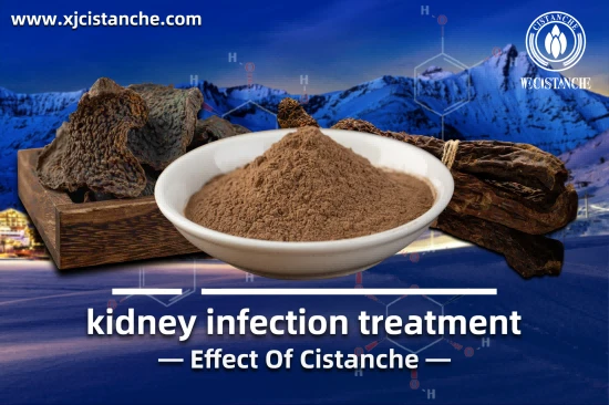 CISTANCHE EXTRACT WITH 25% ECHINACOSIDE AND 9% ACTEOSIDE FOR KIDNEY FUNCTION