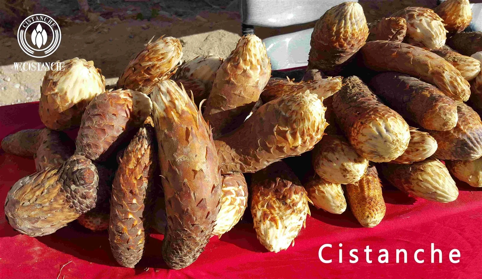 cistanche tubulosa for food ingredient