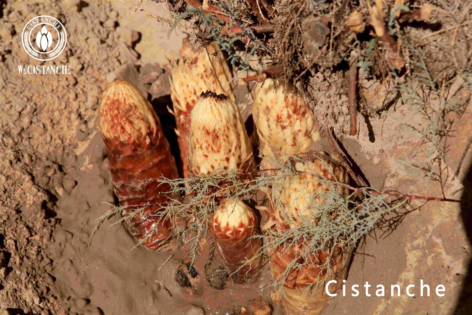 cistanche tubulosa for food ingredient