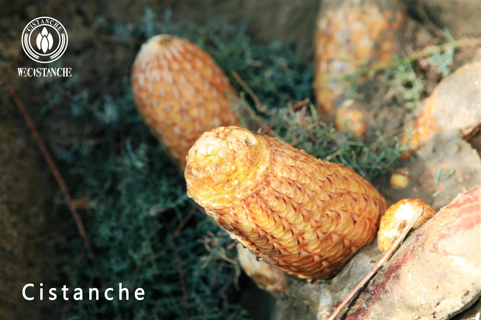 cistanche tubulosa for food ingredient