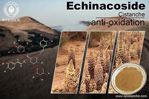 Echinacoside in cistanche