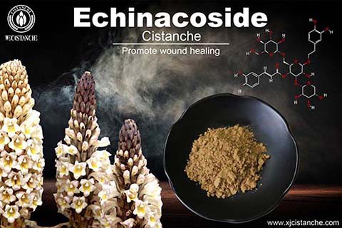 NEW HERB CISTANCHE FOR TREATMENT OF KNEE OSTEOARTHRITIS